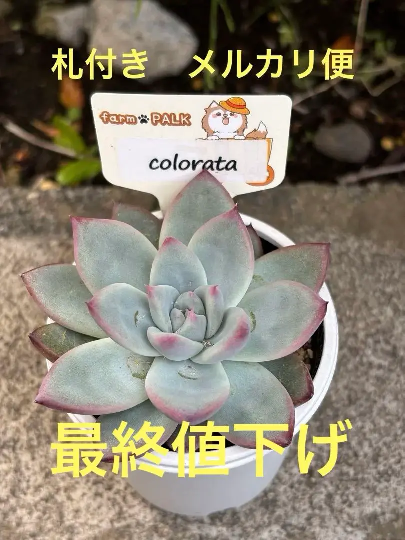 2025年最新】札付き 多肉植物の人気アイテム - メルカリ