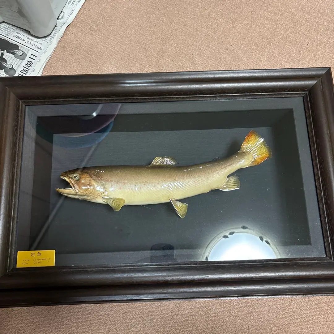 魚＊大イワナ(51cm)剥製  黒又第2ダム　大岩魚 魚の剥製』 【イワナ（岩魚） 43cm 板付き】 ・送料 ： 全国一律