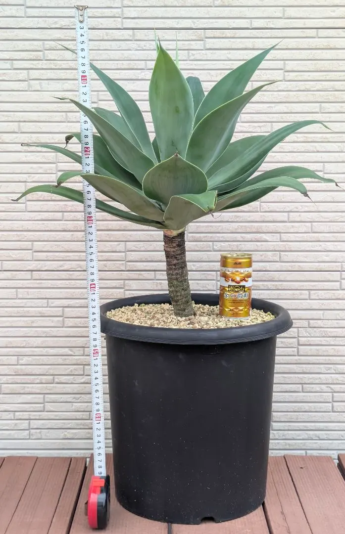 ⭐アガベ・アテナータ(大)⭐ 楽天市場】アガベ アテナータ（花・観葉植物｜花・ガーデン・DIY