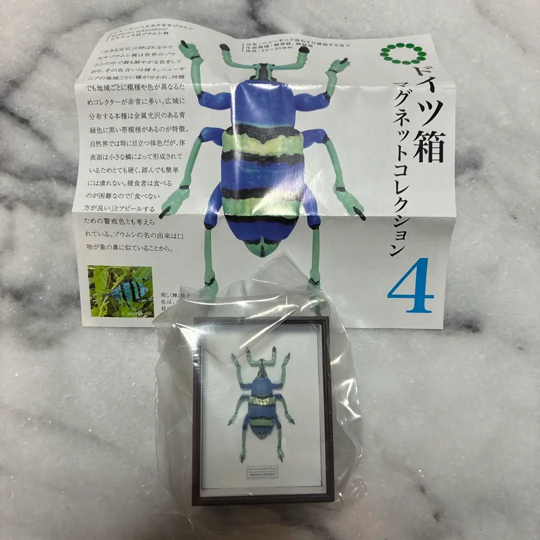 2025年最新】ホウセキゾウムシ 標本の人気アイテム - メルカリ