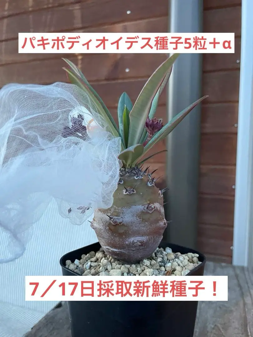 今期ラスト新鮮種子ユーフォルビアパキポディオイデス50粒 ユーフォルビア パキポディオイデス 3号23-06 の通販 | 園芸ネット