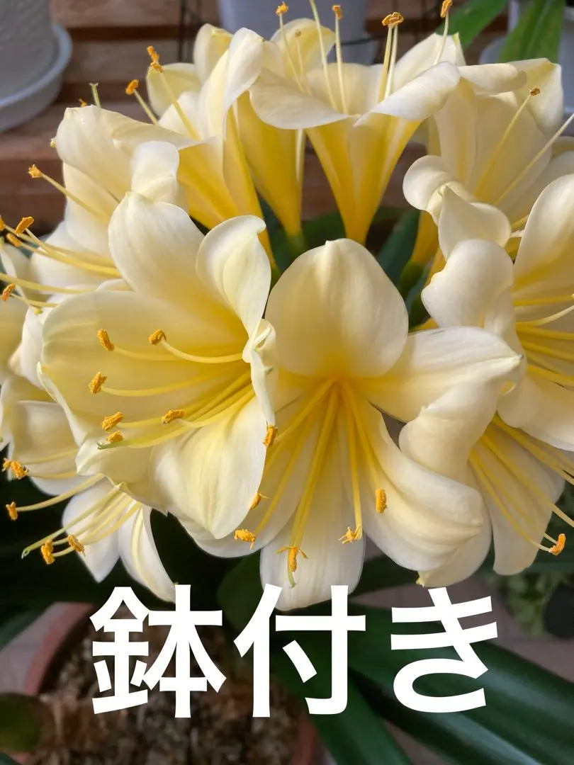 君子蘭 黄覆輪斑 7号鉢つき 激レア❗ - メルカリ