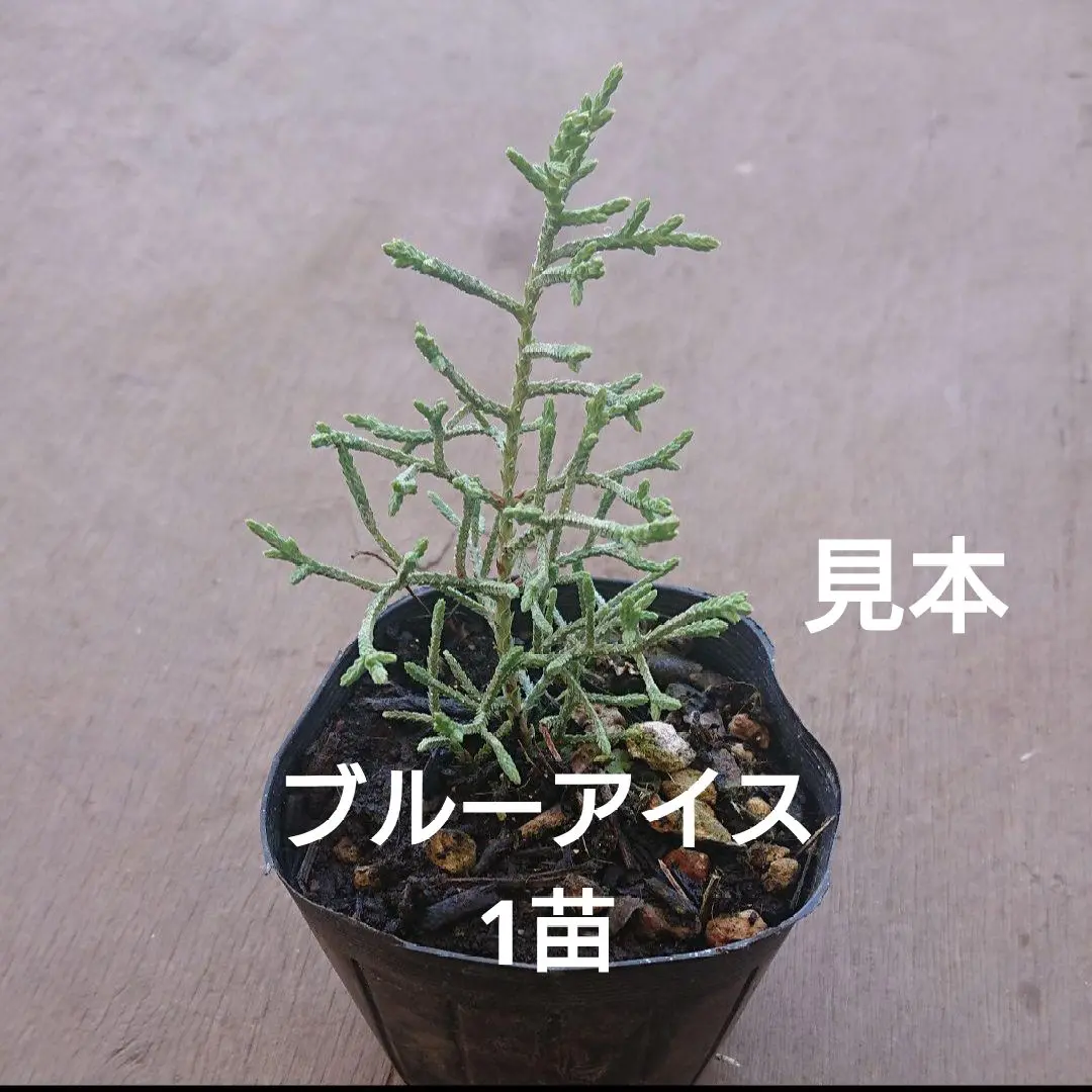 大きめ♡ブルーアイス　コニファー　テラコッタ鉢植え　苗 再販♡シルバーグリーンの葉が綺麗♡ブルーアイス テラコッタ