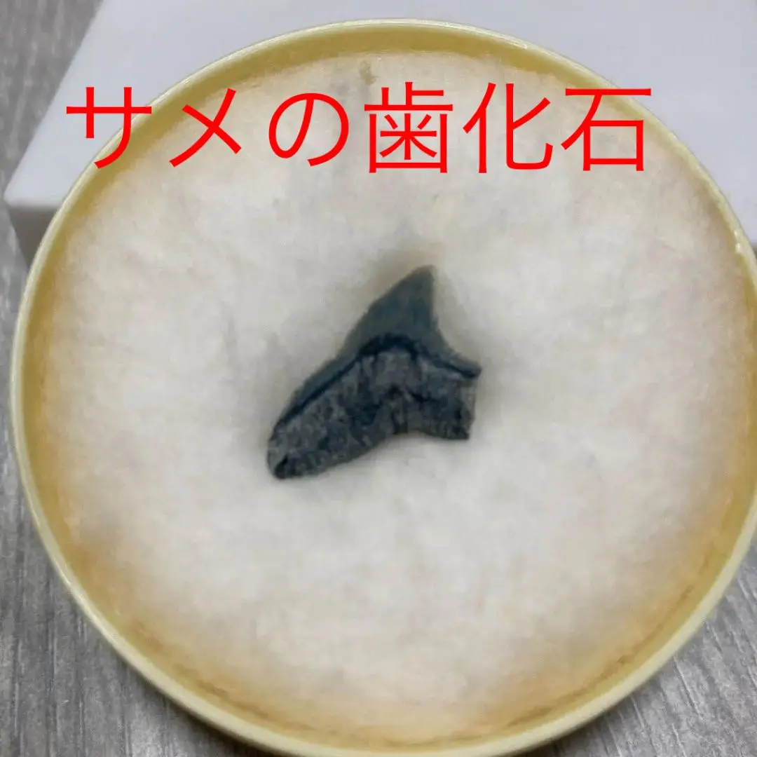 能面 大癋見（おおべしみ） 京都科学標本 cimastone replicas 2025年最新】京都科学標本の人気アイテム - メルカリ