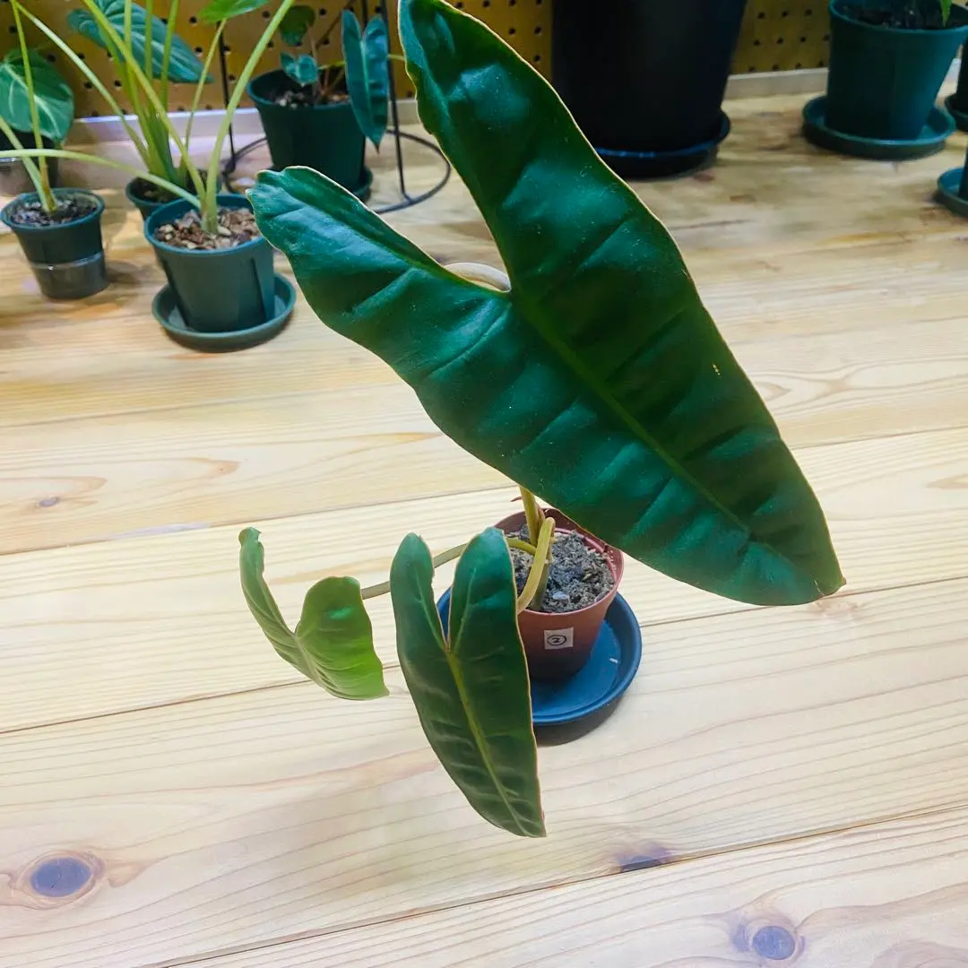 超貴重フィロデンドロン ブラックビレッティア 斑入り　トップカット 超貴重フィロデンドロン ブラックビレッティア 斑入り トップカット