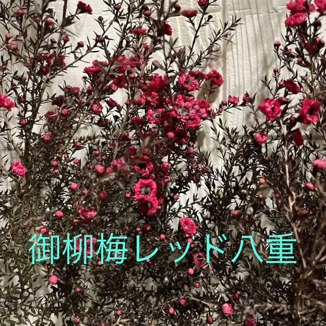 2025年最新】ギョリュウ 赤の人気アイテム - メルカリ