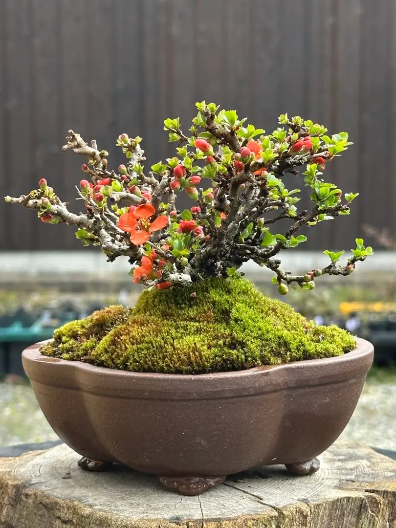 長寿梅赤花TB-8小品 中品 盆栽 赤花 開花中 長寿梅赤花TB-8小品 中品 盆栽 赤花 開花中