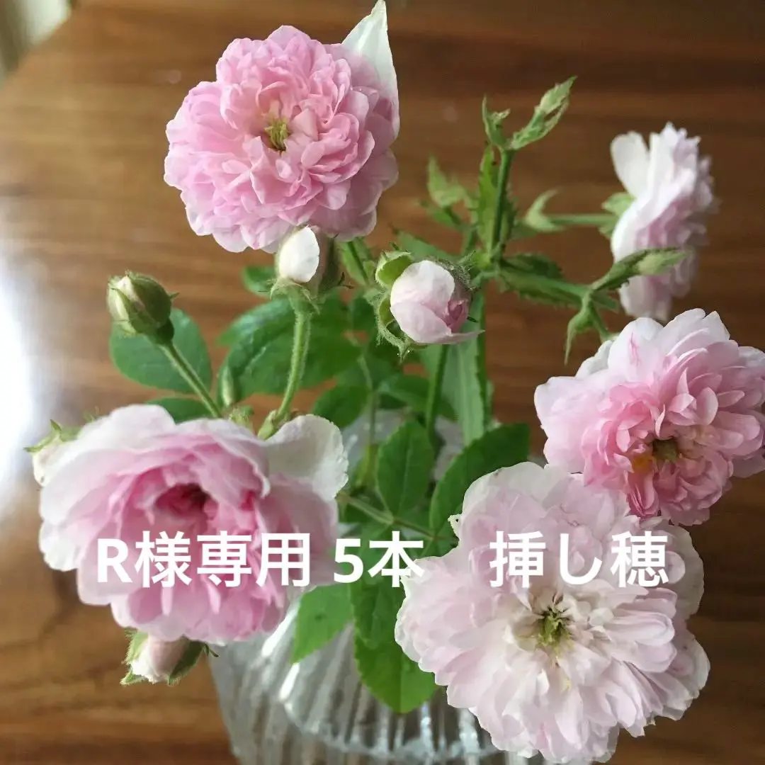 バラ　新苗　ローラダボー　フランス版　正規品 ローラダボー フランス版 大株 薔薇苗 - メルカリ