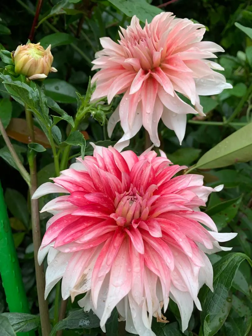 2026年最新】ダリア 球根 ナマハゲの人気アイテム - メルカリ