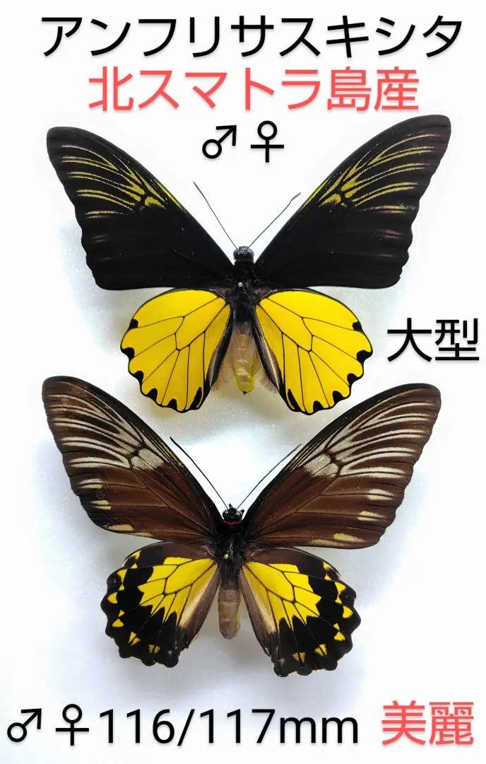 週末価格‼️テングアゲハ♂♀標本ミャンマー産★美麗標本♂♀ 73/84mm 2025年最新】キシタアゲハの人気アイテム - メルカリ