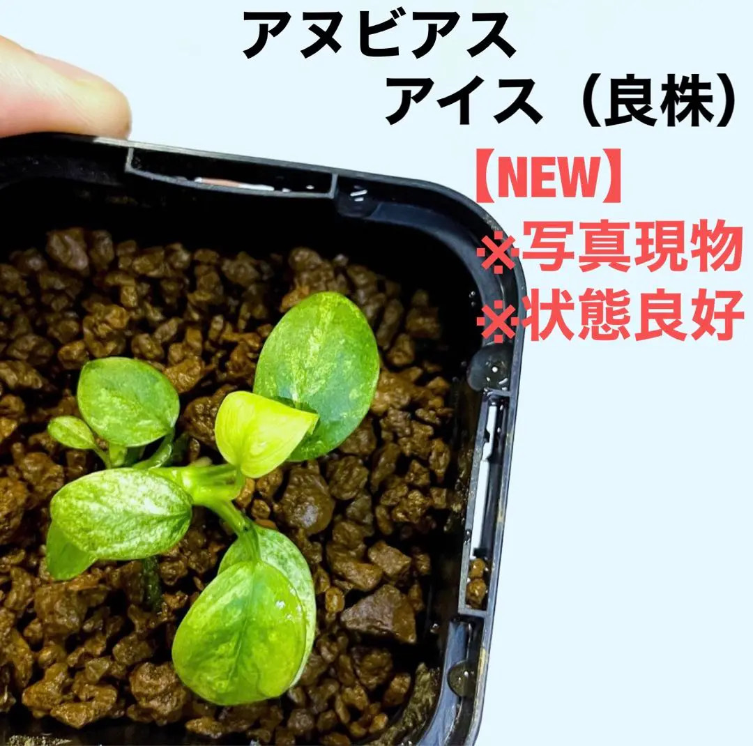 2025年最新】アヌビアス珍さかな屋の人気アイテム - メルカリ