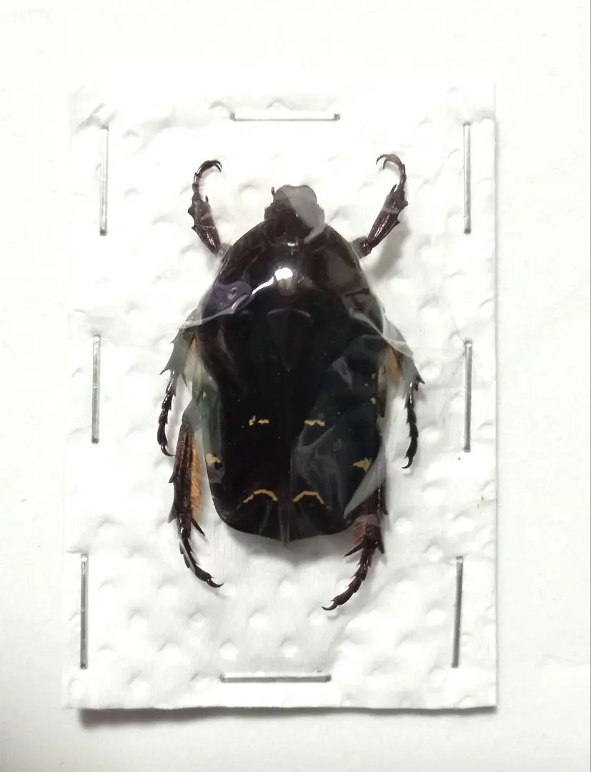 【未使用】アンジェラチャンパーニャ DUCALIS デューカリス 2025年最新】DUCALISの人気アイテム - メルカリ