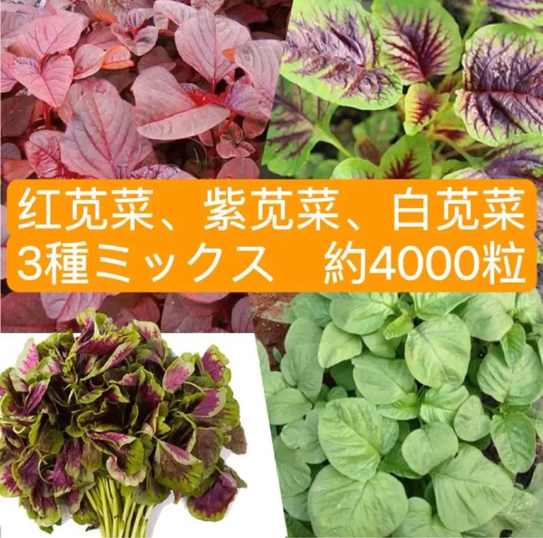【冷蔵便】紅ひゆな/红苋菜/红米苋/長野県産/約5kg入/業務用 m48400861570_1.jpg?1752071566