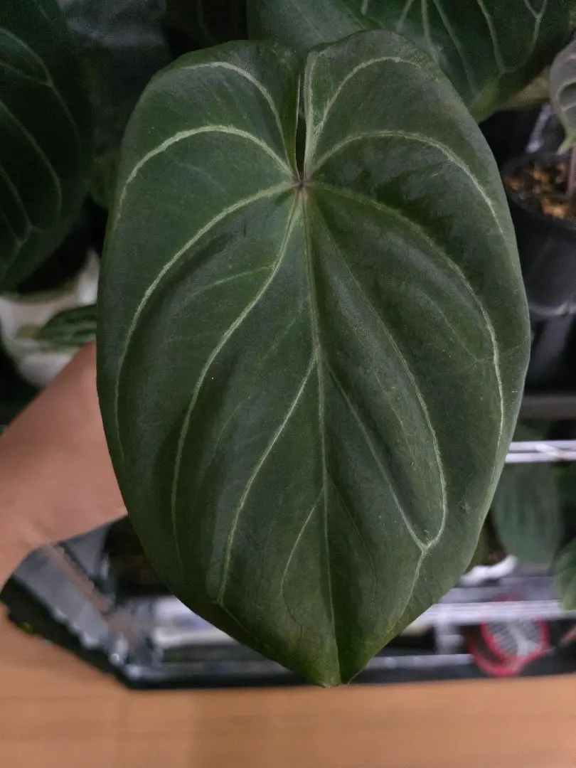 2025年最新】anthurium kosの人気アイテム - メルカリ