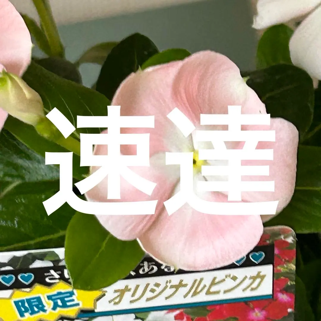 2025年最新】北島園芸 ビンカの人気アイテム - メルカリ