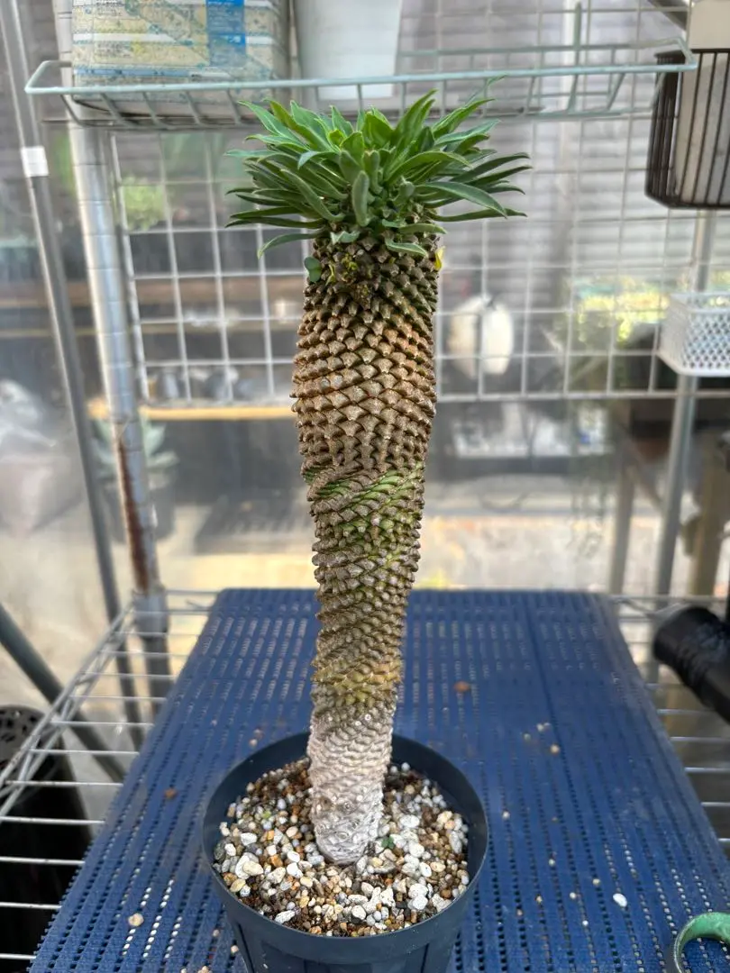 ユーフォルビア　峨眉山　大株　蘇鉄麒麟セット e69bfb261989d66e7375977dda64ed