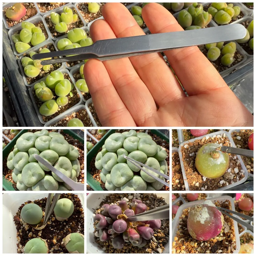 Lithops Treasures of Loveliness リトープス 洋書 Lithops Treasures of Loveliness リトープス 洋書