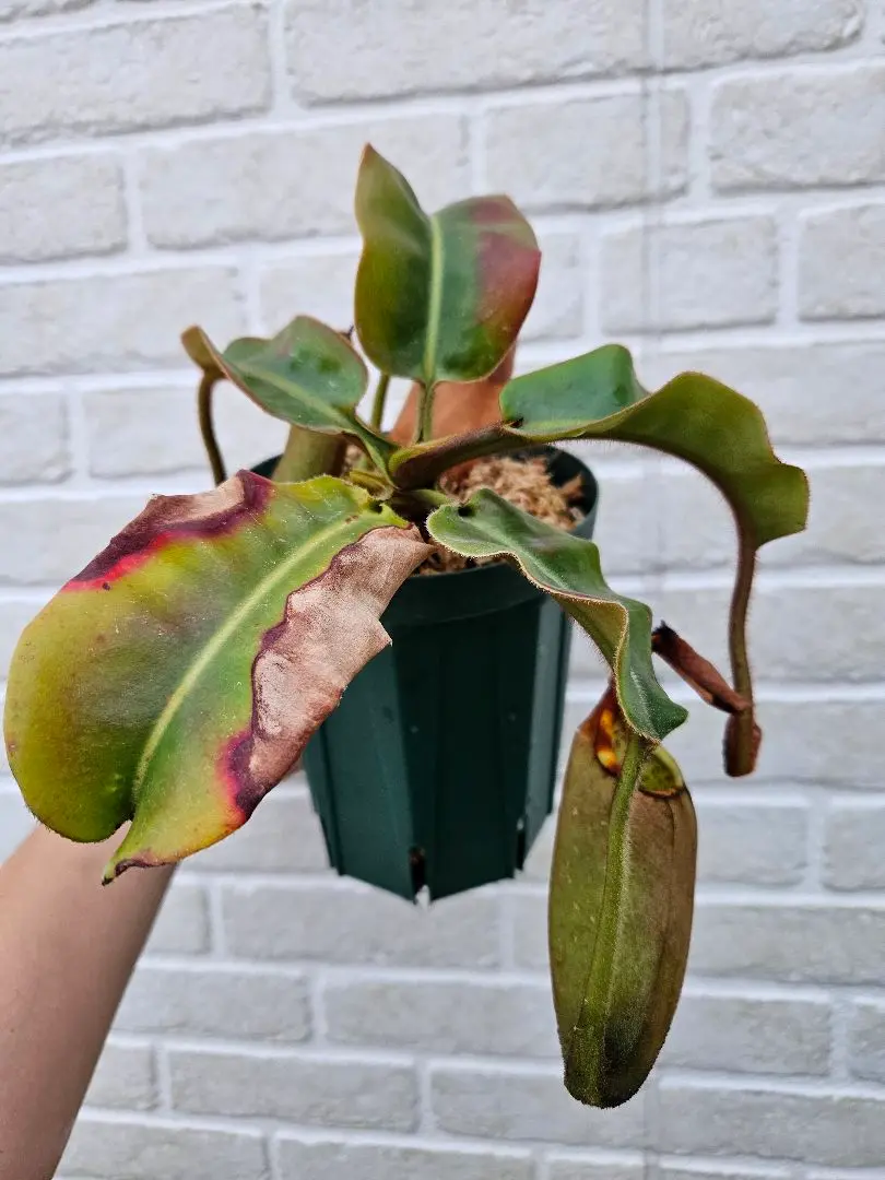 あびんこ　食虫植物　2点　送料無料　メルカリ便 あびんこ様専用 食虫植物 2点 送料無料 メルカリ便 - メルカリ