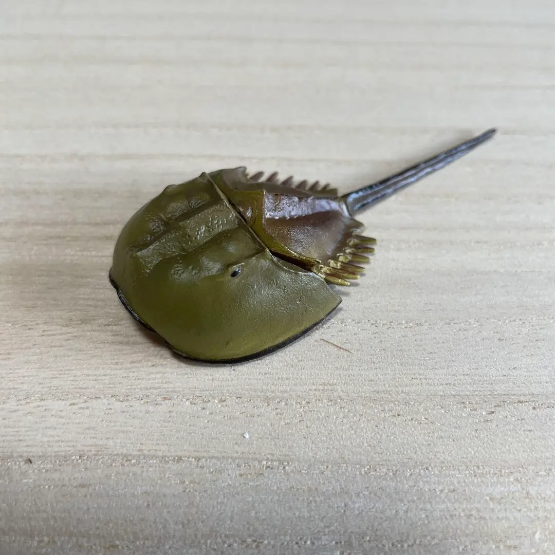2025年最新】カブトガニ標本の人気アイテム - メルカリ