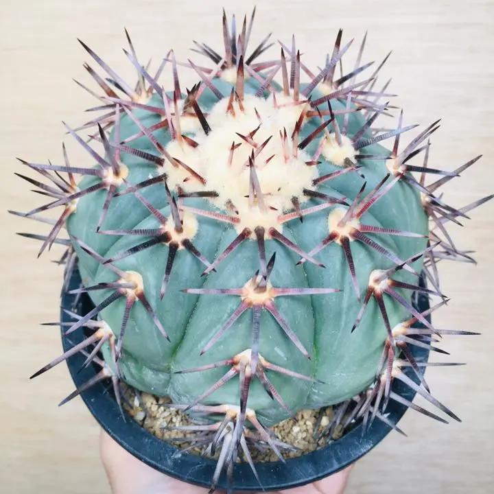 メルカリ便発送☆サボテン エキノカクタス属 花王丸×黒刺雷帝