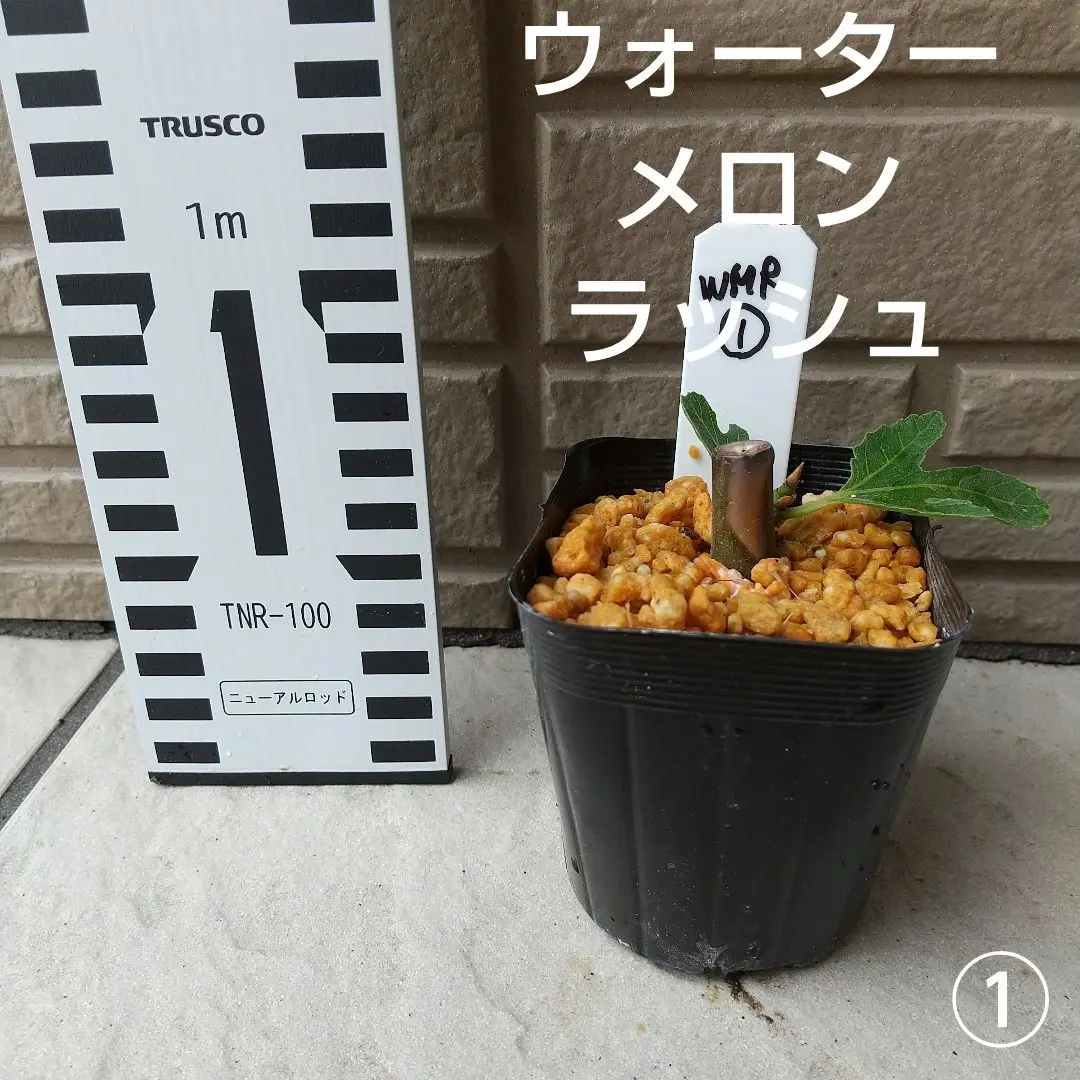 ☆☆週末限定☆☆人気の苗木2つセット【ウォーターメロンラッシュ&バッタリア】 週末限定人気の苗木2つセット【ウォーターメロンラッシュ