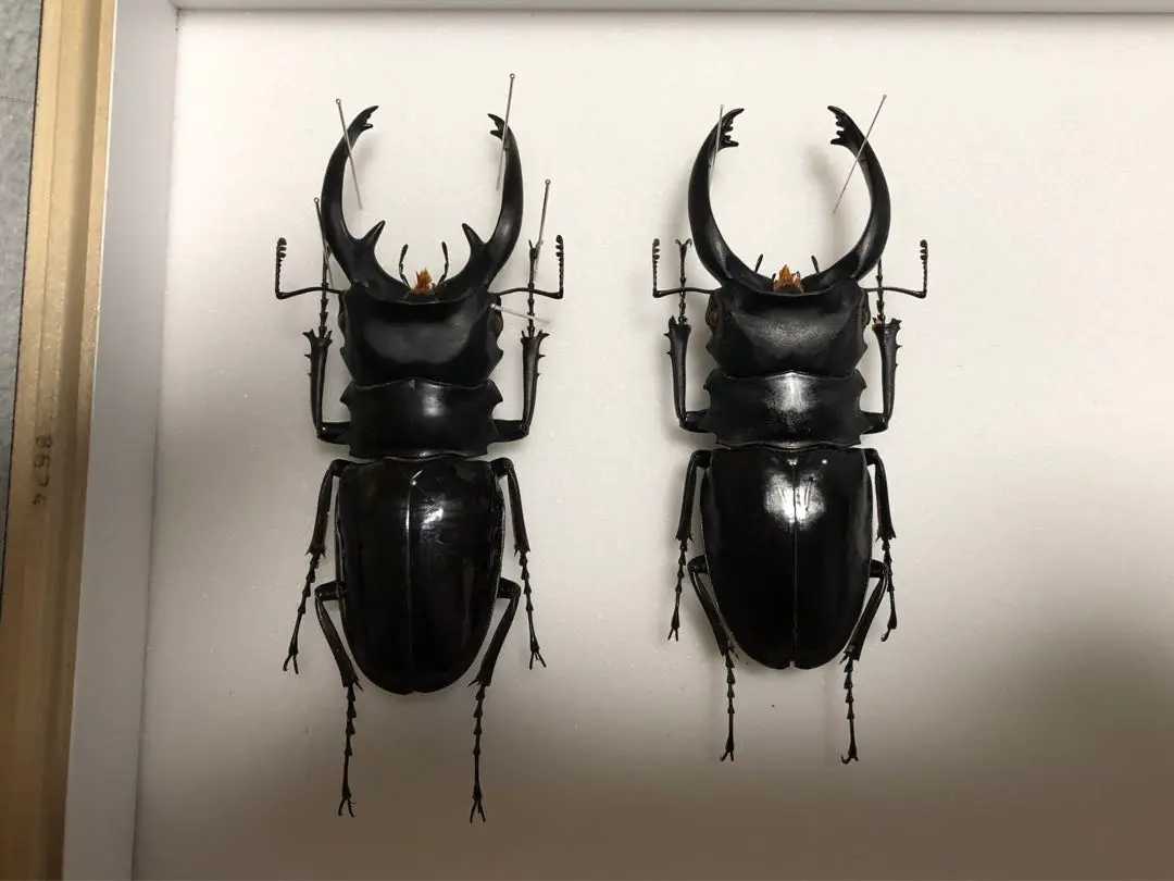 インターメディアツヤクワガタ大型個体♂♀ペア標本 インターメディアツヤクワガタ大型個体♂♀ペア標本 昆虫用品