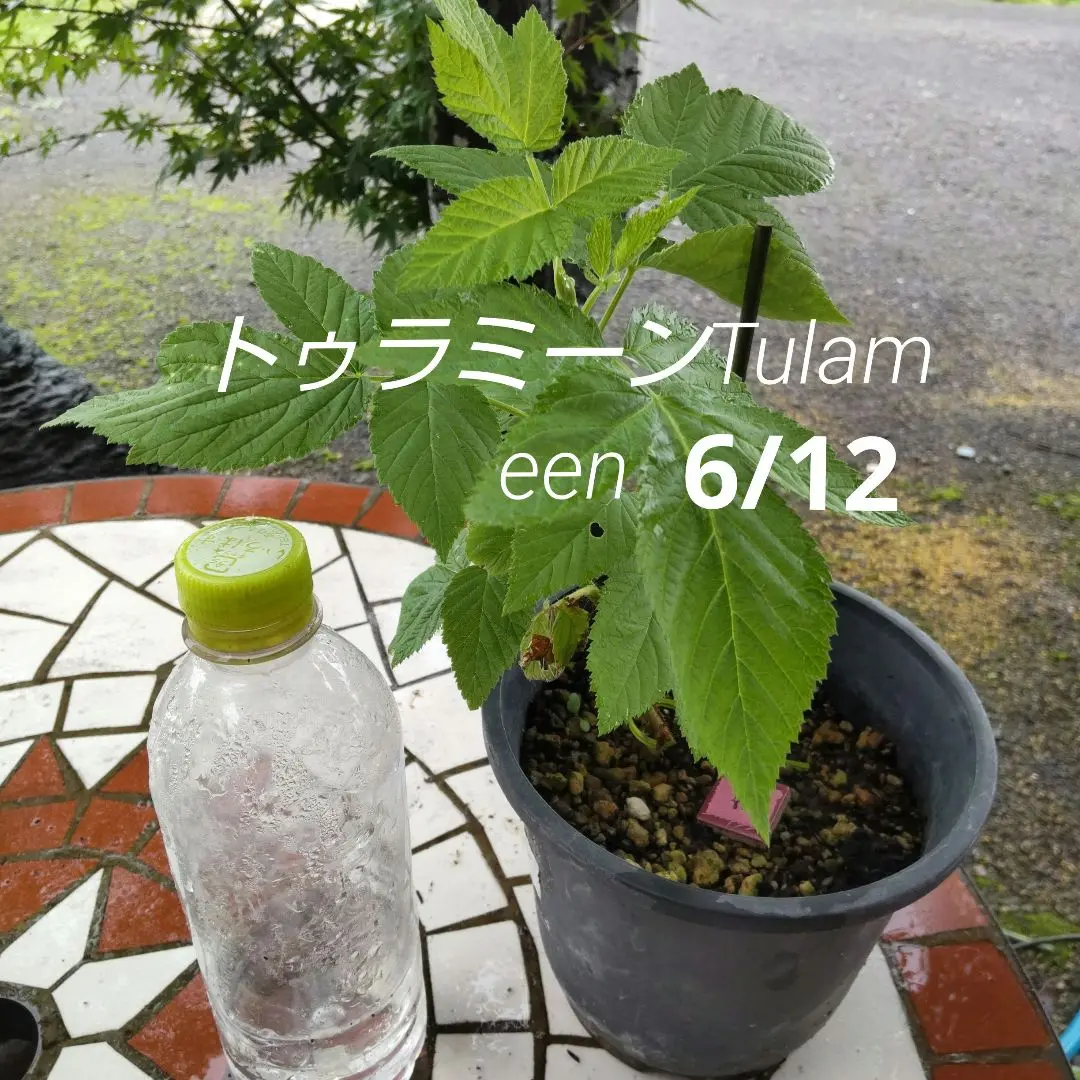 2025年最新】トゥラミーンの人気アイテム - メルカリ