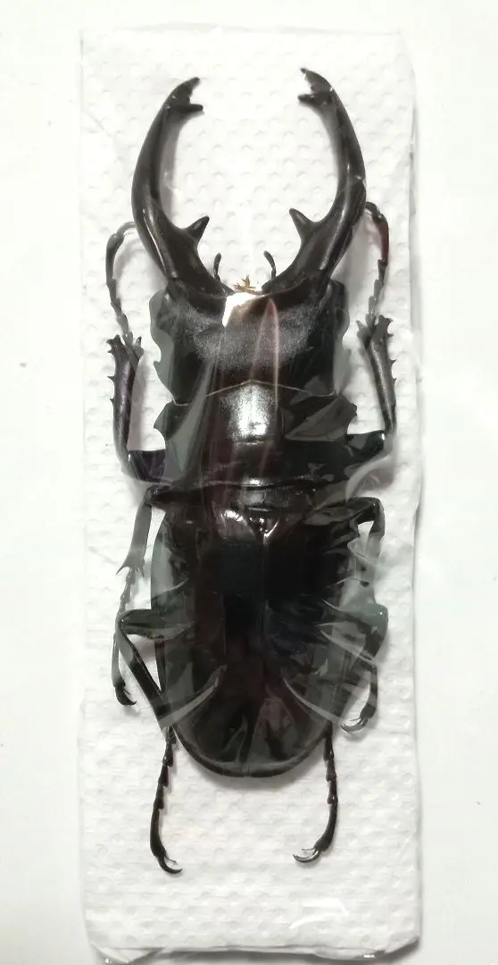 ※マヒマヒ購入野外標本、インタ−メディアツヤクワガタ♂ インターメディア ツヤクワガタ♂97（ジオラマ標本