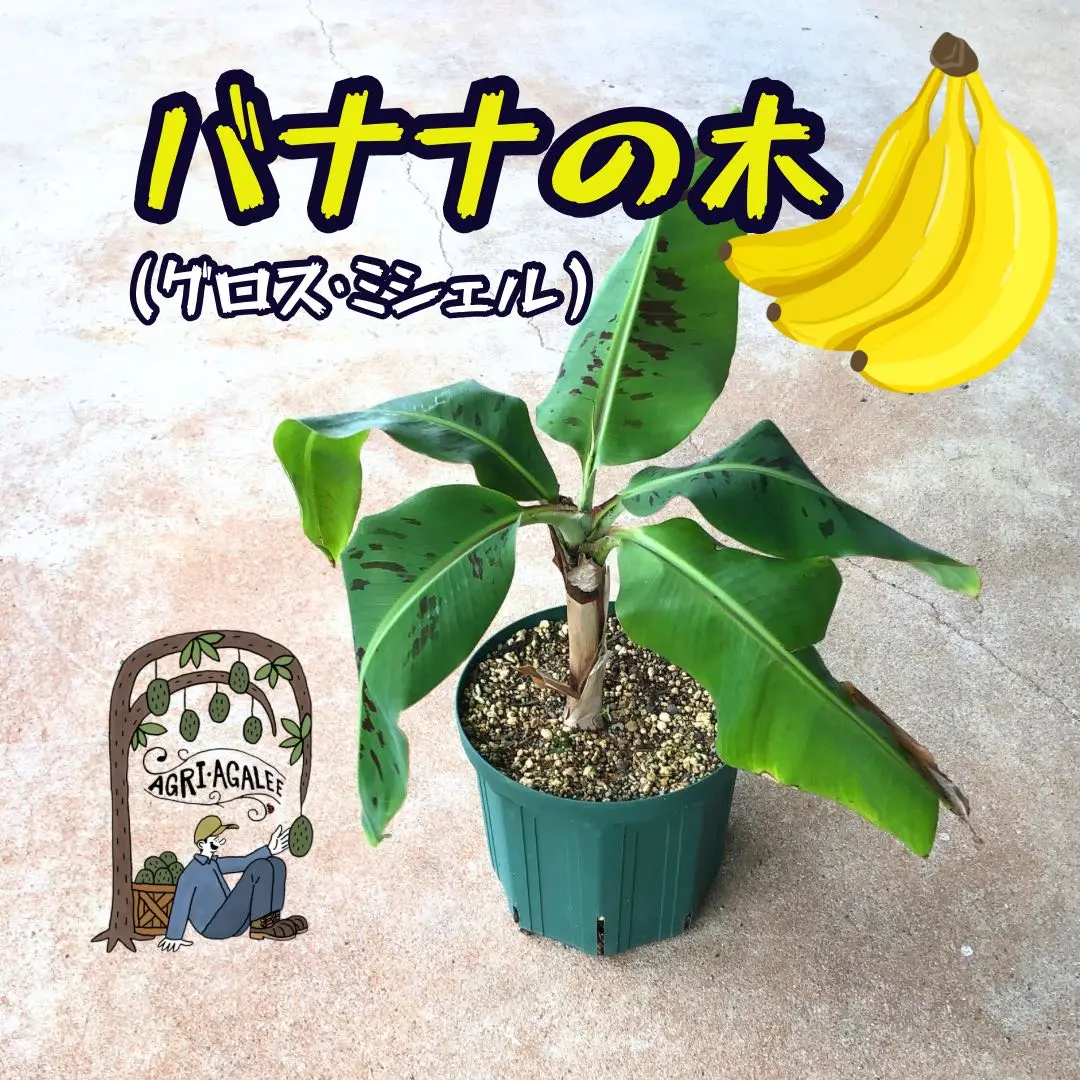 【バナナ苗】幻の品種！グロスミシェルの苗2本（中幹40cm前後）【家庭菜園】 バナナ苗】幻の品種！グロスミシェルの苗2本（中幹40cm前後