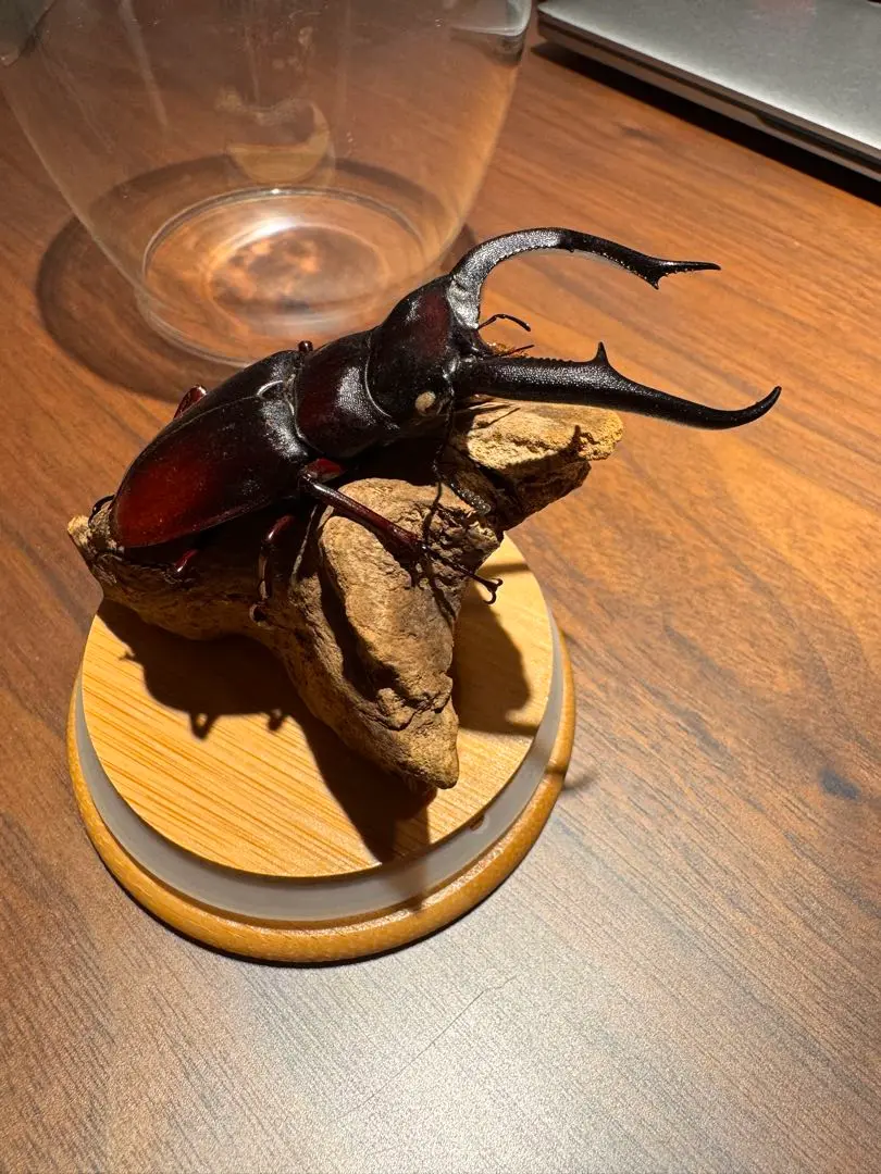 マンディブラリスフタマタクワガタ標本超特大 昆虫標本 マンディブラリスフタマタクワガタ 桐箱 : ソプラノ