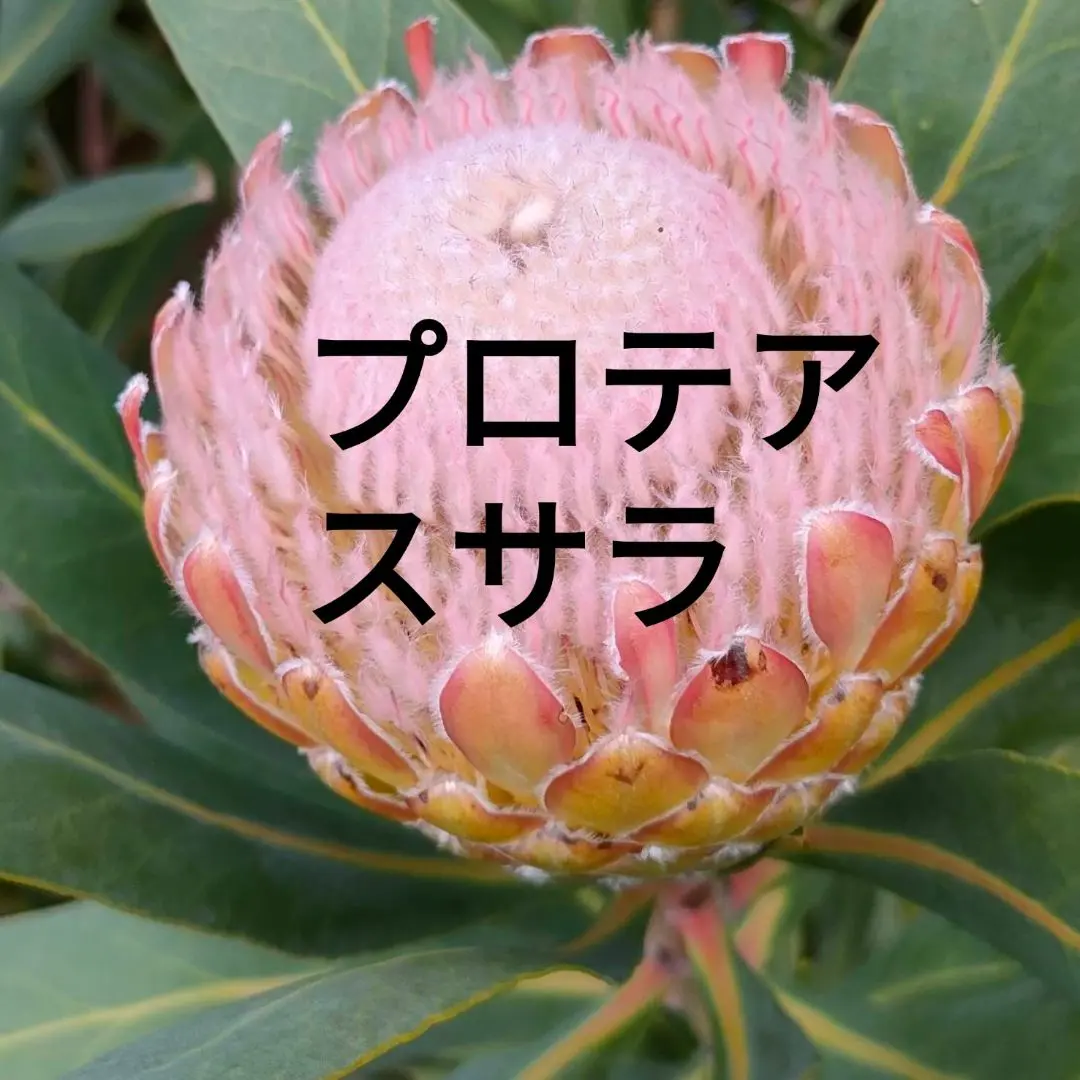 プロテア スサラ　1 プロテア スサーラ | 沼ノ上農園