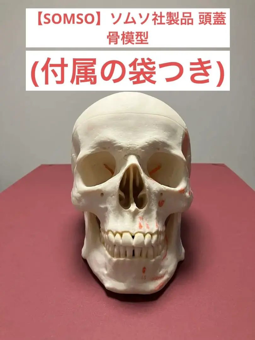 2025年最新】頭蓋骨 ソムソの人気アイテム - メルカリ 2025年最新】頭蓋骨 ソムソの人気アイテム - メルカリ