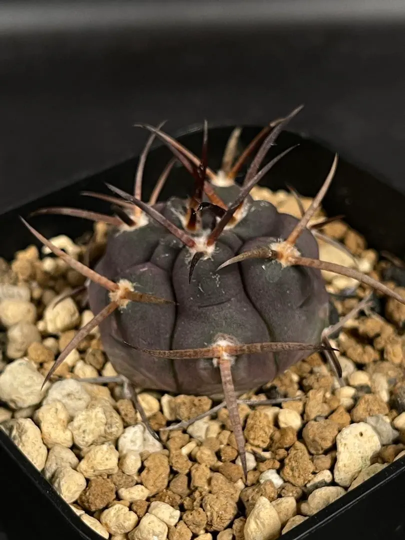 2025年最新】魔天竜の人気アイテム - メルカリ