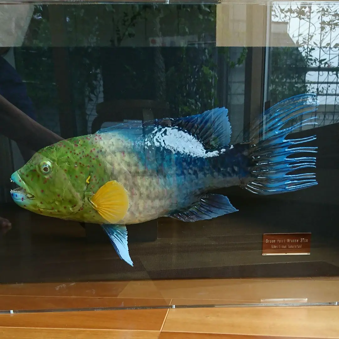 魚の剥製 置物 約70cm以上 魚剥製(鮎)