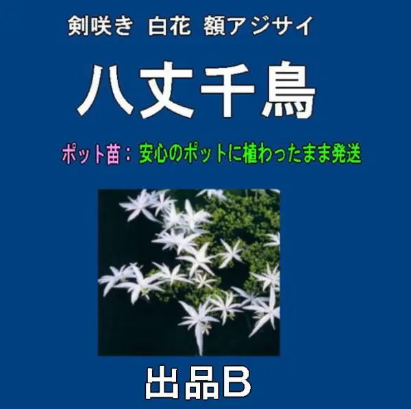 あじさい八丈千鳥　BS-02(開花実績株　小サイズ) あじさい八丈千鳥 BS-02(開花実績株 小サイズ) - メルカリ