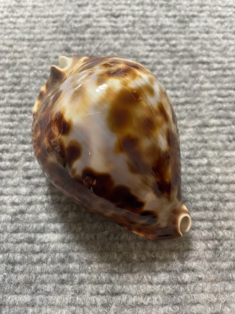 へっぽこ、ベルコイクロガネダカラ Microshells: Zoila friendii vercoi ベルコイクロガネダカラ