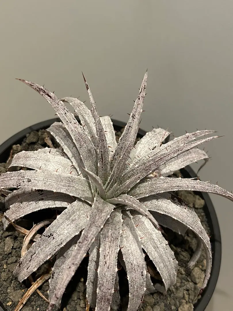2025年最新】dyckia brauniiの人気アイテム - メルカリ