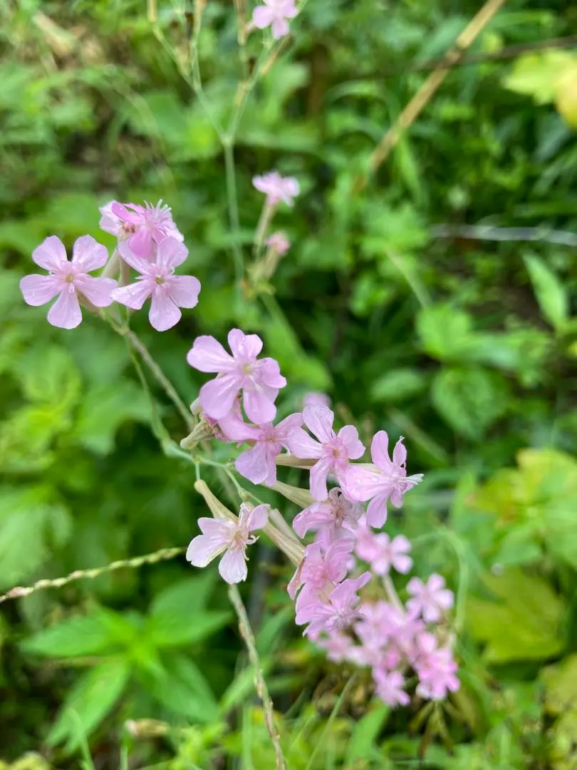 コマチソウ　ムシトリナデシコ　シレネ　抜き苗　10本 コマチソウ ムシトリナデシコ シレネ 抜き苗 10本