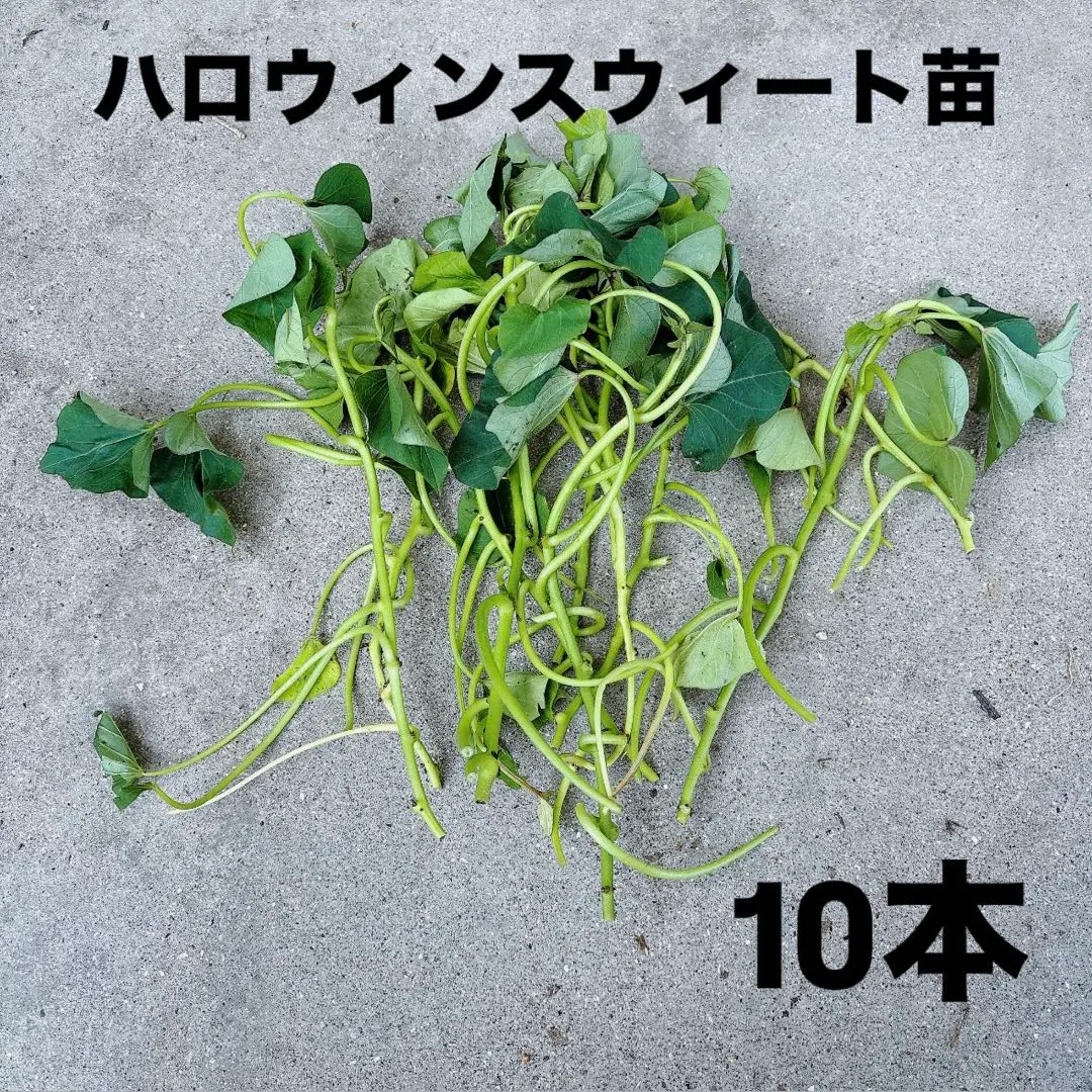 まなぶ様専用ページ。ハロウィンスイート 500本 メリクロン苗