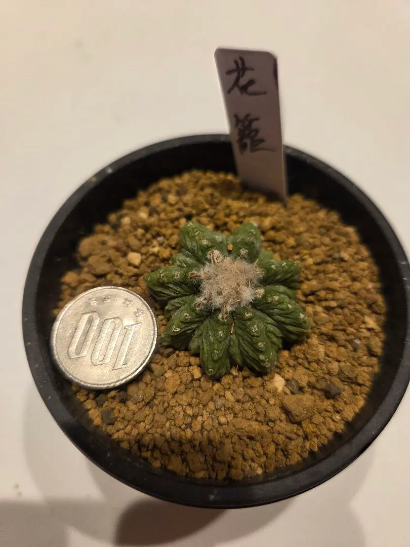 ふ*た様 ◆オークション　花籠　発根済　サボテン　多肉植物 2025年最新】サボテン 花籠の人気アイテム - メルカリ