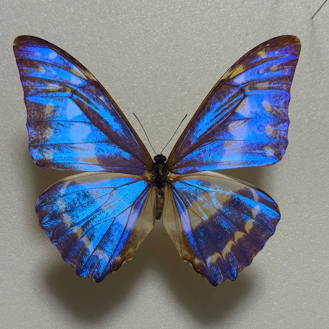 キプリスモルフォ標本 キプリスモルフォ 昆虫標本 - 三宝堂オンラインショップ