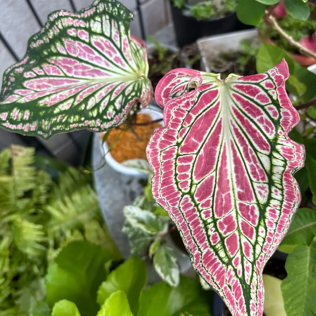 カラジウム　カラジューム　ピンク　シンフォニー　大株　ソルソ　グリーン　レア植物 カラジューム（ピンクシンフォニー）の特徴や育て方、増やし方等