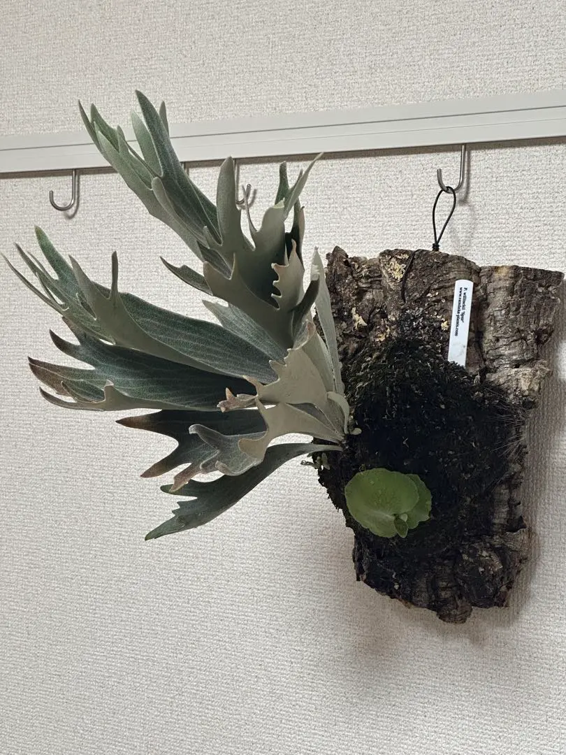 A*k様 P.Willinckii''Spur’ OC Platycerium Spur OCビカクシダSPUR