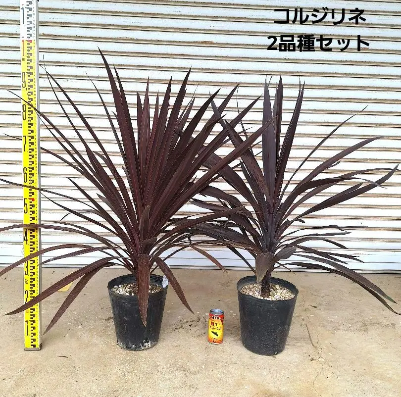 Amazon｜観葉植物 コルジリネ ターミナリスパープルコンパクタ 8