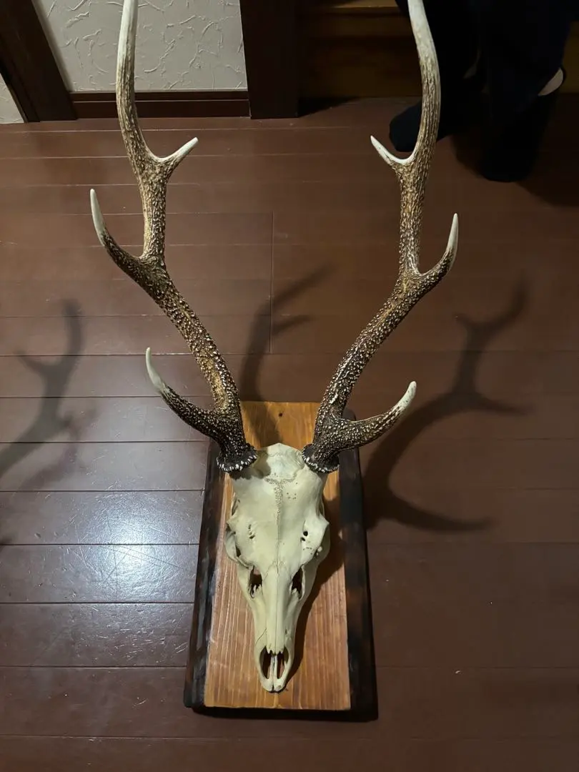 2025年最新】鹿の頭骨の人気アイテム - メルカリ