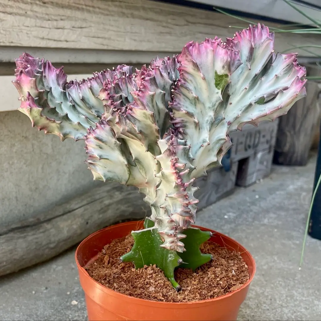 2025年最新】ホワイトゴースト 綴化の人気アイテム - メルカリ