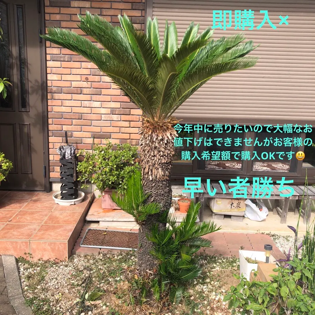 2025年最新】ソテツ 引き取りの人気アイテム - メルカリ