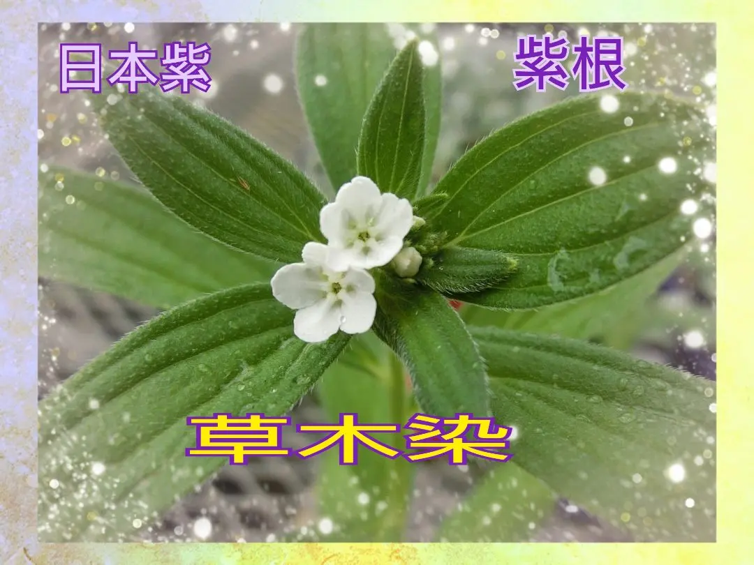 紫　むらさき　MURASAKI　ムラサキ　草木染　紫根　（20株　メルカリ便） 紫 むらさき MURASAKI ムラサキ 草木染 紫根 （20株 メルカリ便