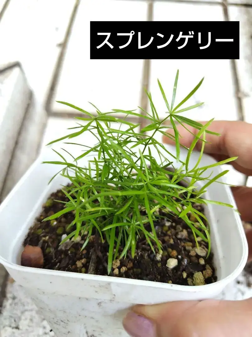スギノハカズラ苗　１７個分 スギノハカズラ｜Yahoo!フリマ（旧PayPayフリマ）