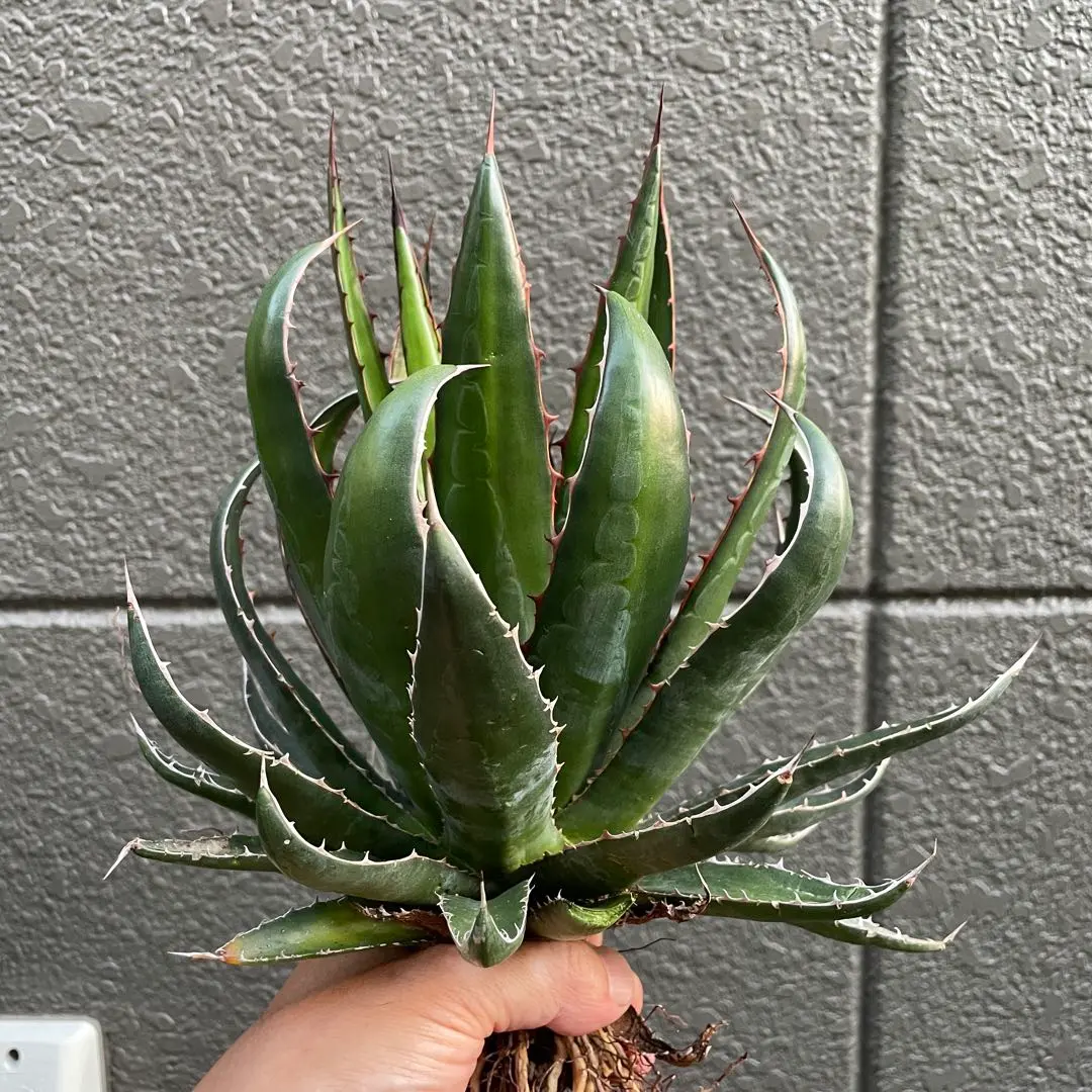 値下げ❗️ アガベ　ホリダ　ペロテンシス　斑入り　子株 アガベ ホリダ ペロテンシス 種子5粒 - メルカリ